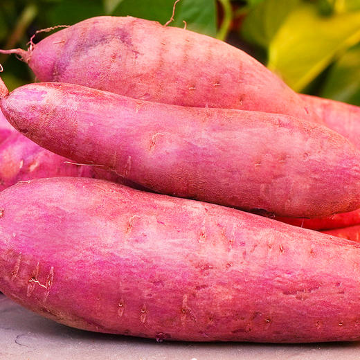 有机紫薯 商品图2