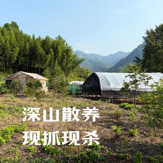 昌西公社高山散养土鸡3斤左右农家散养 商品图3