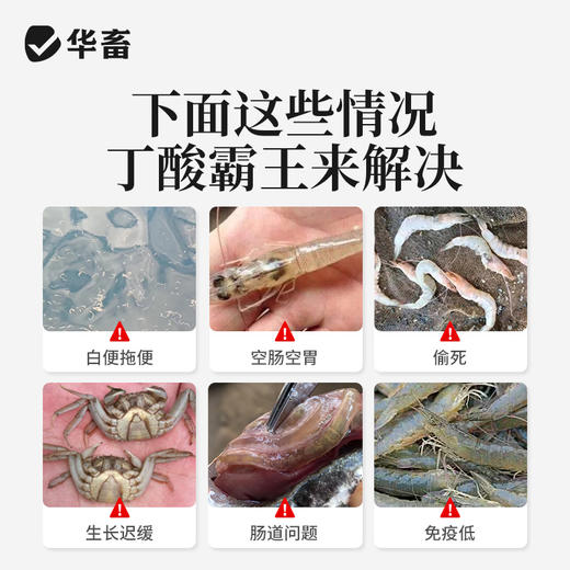 华畜丁酸霸王200g调节肠道提高采食量 商品图1