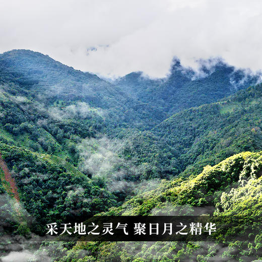 【小荒田单株】2024年原始森林顶层生态单株 鲜为人知的小荒田 茶甜度仅次于冰岛老寨 250克/袋 商品图9