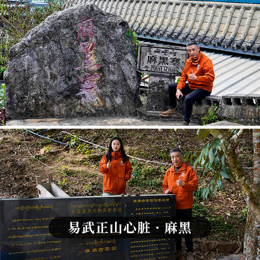 最后5提，售罄绝版！【麻黑单株】【双11狂欢盛典】2025年头春头采古茶单株易武山系的标杆韵味易武小香猪再好喝也没有麻黑的茶香，100克*5饼，整提购 商品图8