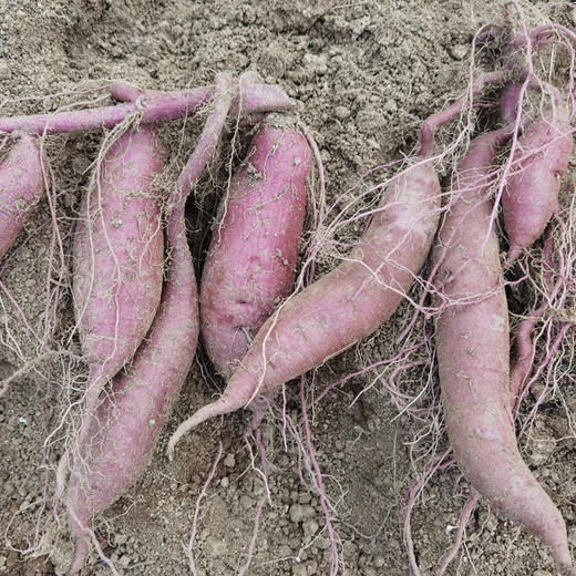 有机紫薯 商品图8