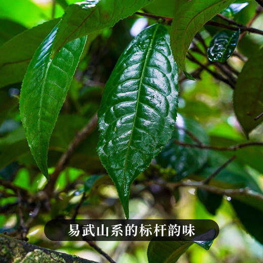 最后5提，售罄绝版！【麻黑单株】【双11狂欢盛典】2025年头春头采古茶单株易武山系的标杆韵味易武小香猪再好喝也没有麻黑的茶香，100克*5饼，整提购 商品图1