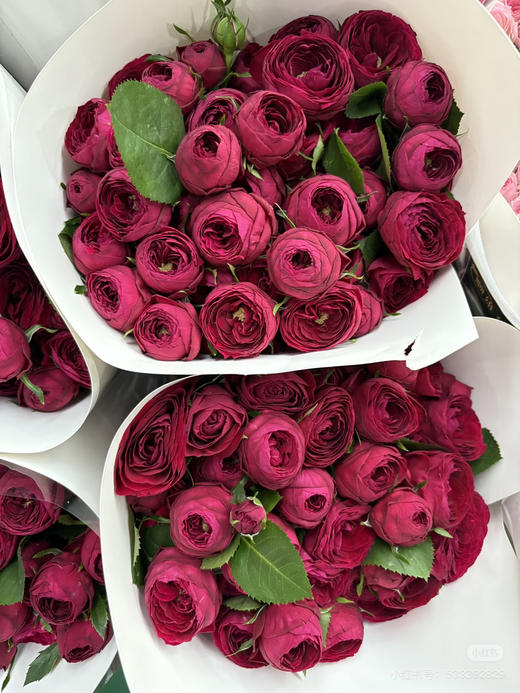 多头玫红蕾丝 商品图1