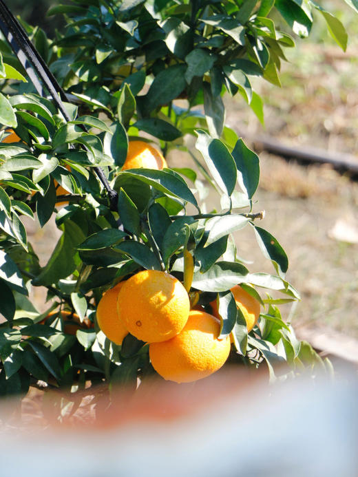 【福建平和红美人】一口下去让果汁盈满整个口腔、不管是切着吃、还是拿勺子捣一捣吸管吸着吃，都是很不错的选择喔！好吃又好玩，让不爱吃水果的神兽都爱不释手-XNYKC 商品图6