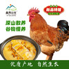 昌西公社高山散养土鸡3斤左右农家散养 商品缩略图0