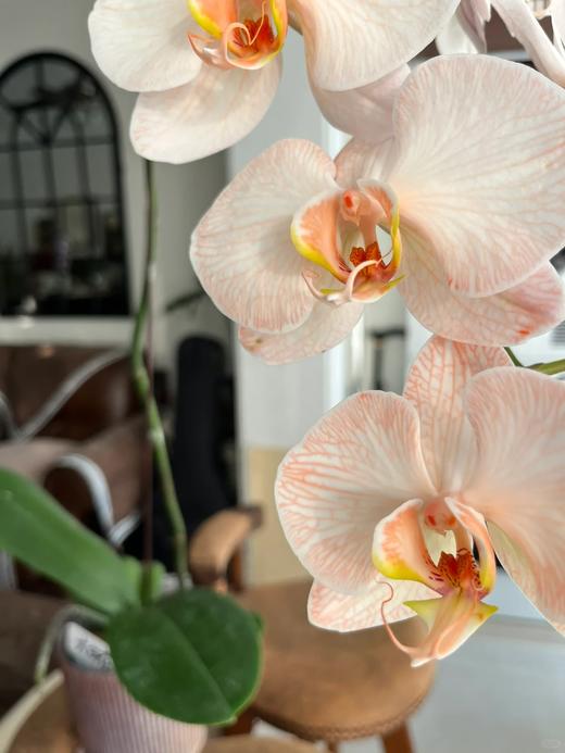 精品花材吸色蝴蝶兰1支 商品图3