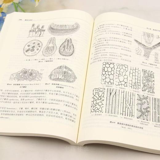 E菌物分类学 &2552 商品图5