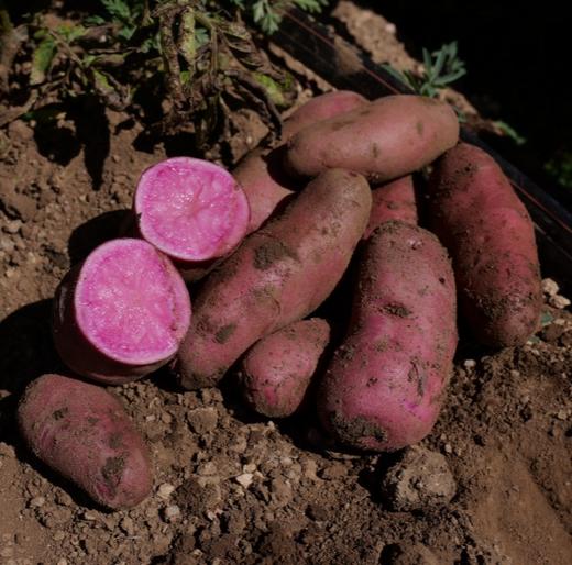 有机土豆 | 花青素高 公平贸易| * Ecological Potato 商品图5