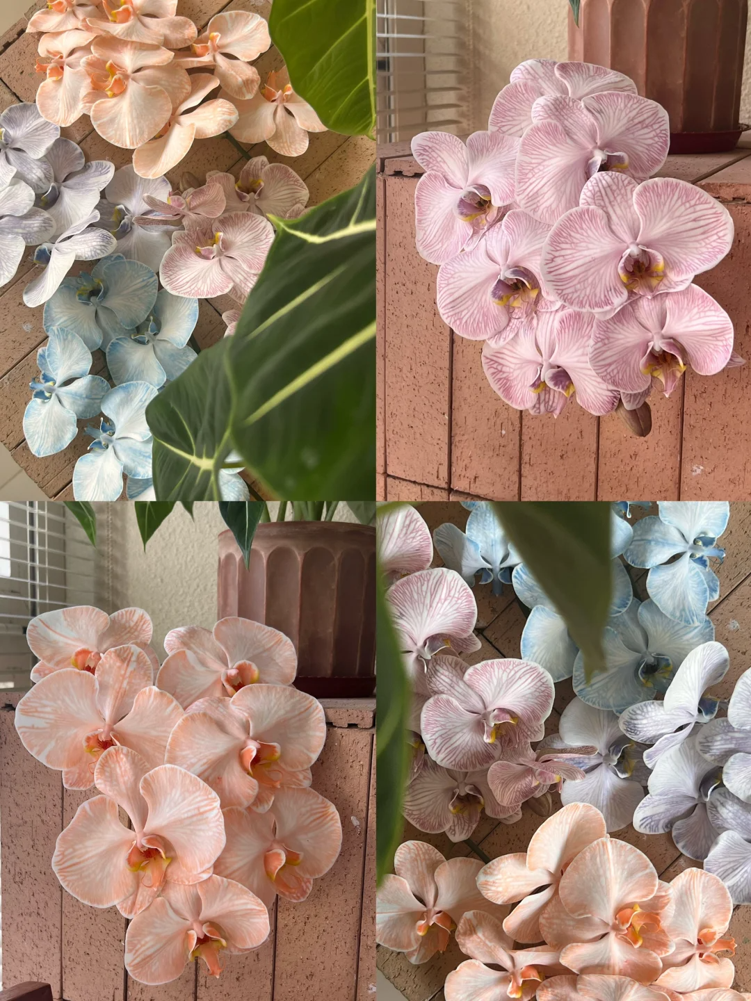 精品花材吸色蝴蝶兰1支