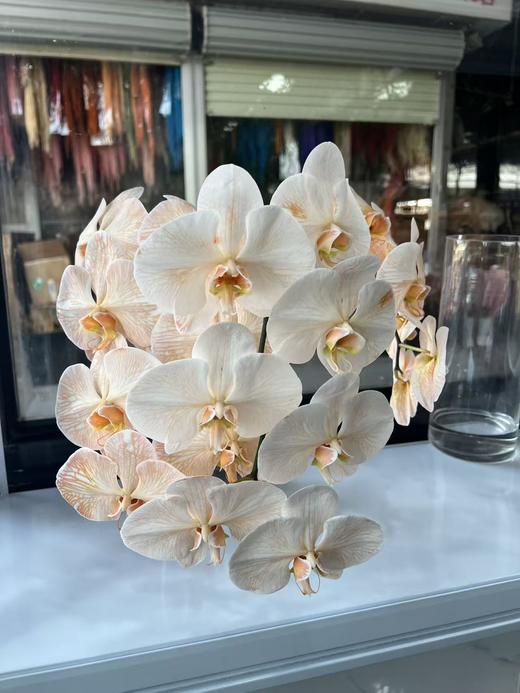 精品花材吸色蝴蝶兰1支 商品图5