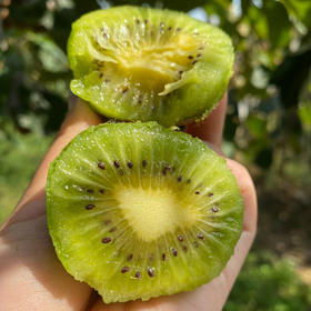 【徐香猕猴桃 】富含维C 酸甜可口 适宜全家食用