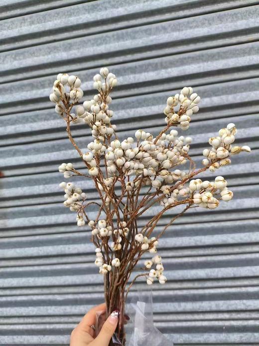 精品花材乌桕果1扎 商品图5