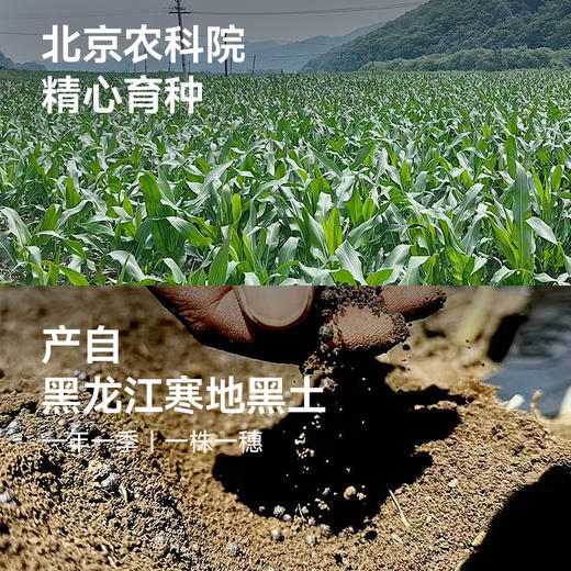 【代发】下厨房双生蜜糯玉米非整根甜糯玉米甜蜜软糯 商品图1