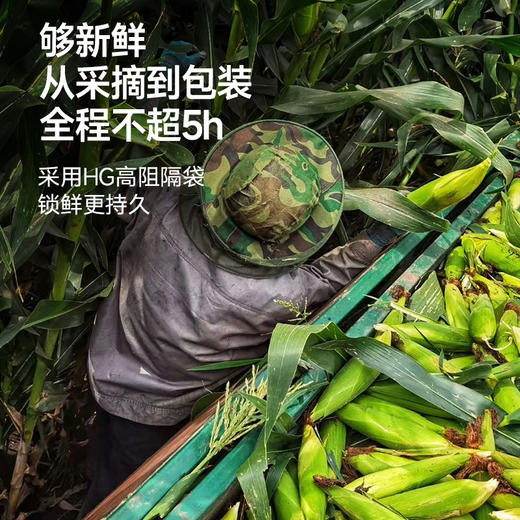 【代发】下厨房双生蜜糯玉米非整根甜糯玉米甜蜜软糯 商品图2
