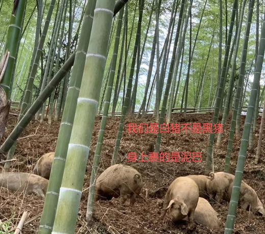 【预售】五花肉（500g）散养土猪肉偏肥 商品图4