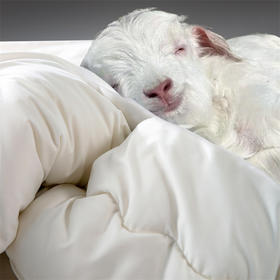 【欧特家·OETKER澳洲进口澳洲美利奴羊毛被】热卖中！！下单72小时内发货！【英国百年品牌】七星级酒店  百分百纯羊毛