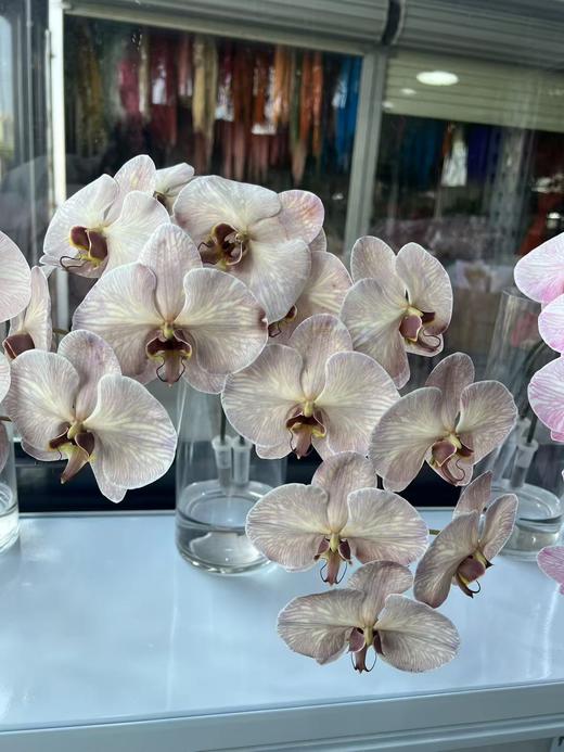 精品花材吸色蝴蝶兰1支 商品图4