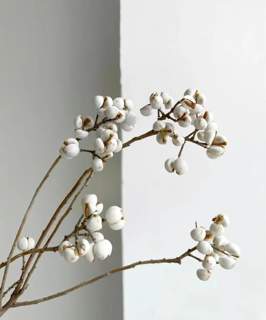 精品花材乌桕果1扎 商品图4