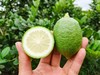 【子弹头无籽香水柠檬】碧绿子弹头新鲜到家，这个季节也能吃到枝头刚摘的清爽！肉厚无籽，香气浓郁，带皮泡水不苦涩 商品缩略图4