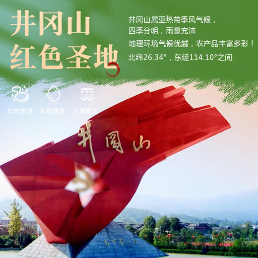 【杨博士甄选   白玉木耳】肉厚无根拒绝熏硫 泡发超多!     228g/包 商品图2