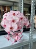 精品花材吸色蝴蝶兰1支 商品缩略图6
