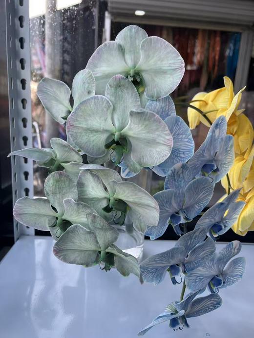 精品花材吸色蝴蝶兰1支 商品图1