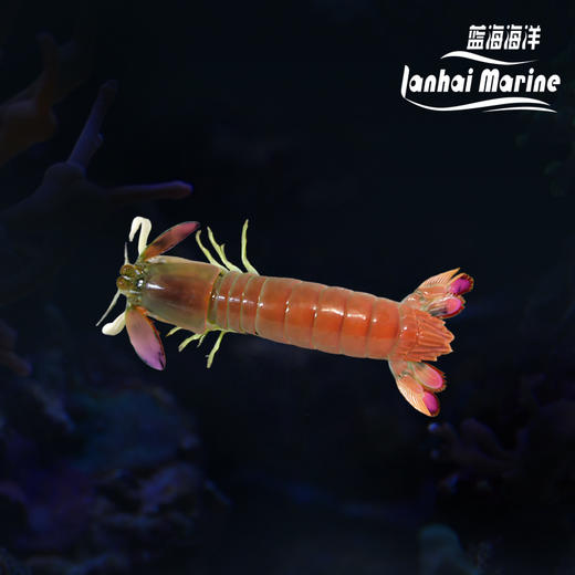 粉红螳螂虾 公 商品图0