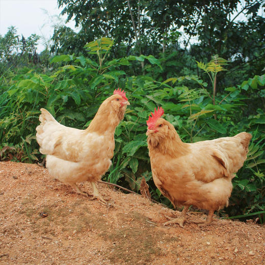 果园散养三黄鸡180天以上（小脚） 处理完净重2.2-2.8斤 【第2只6.5折】 商品图7