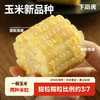 【代发】下厨房双生蜜糯玉米非整根甜糯玉米甜蜜软糯 商品缩略图3