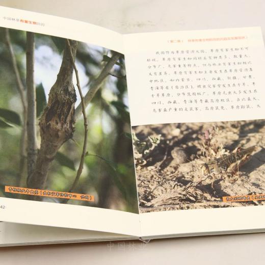 林业草原科普读本 中国林草有害生物防控 &3241 商品图5
