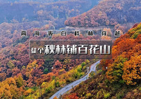 1日｜秋版•秋林铺百花山｜森林徒步系列の茂密白桦林一幅油彩画-秋林铺-百草畔-百花山12公里穿越