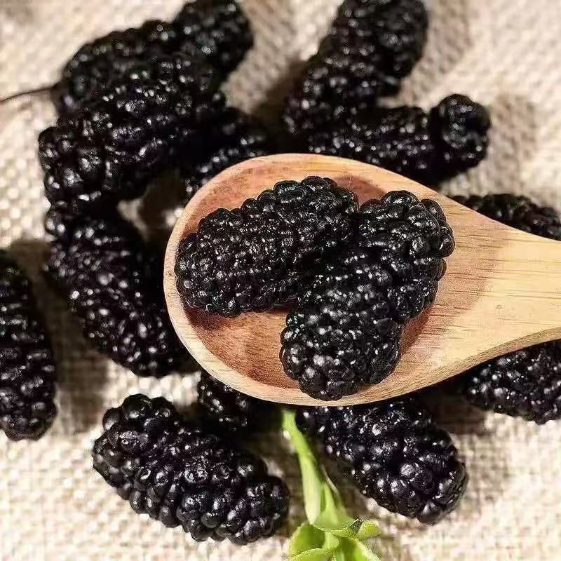 【新鲜采摘❗️甄选桑葚干】颗颗甄选桑葚干吃泡水精选大颗粒新疆黑桑葚椹干头茬新鲜泡茶泡酒无沙现摘优质桑葚干