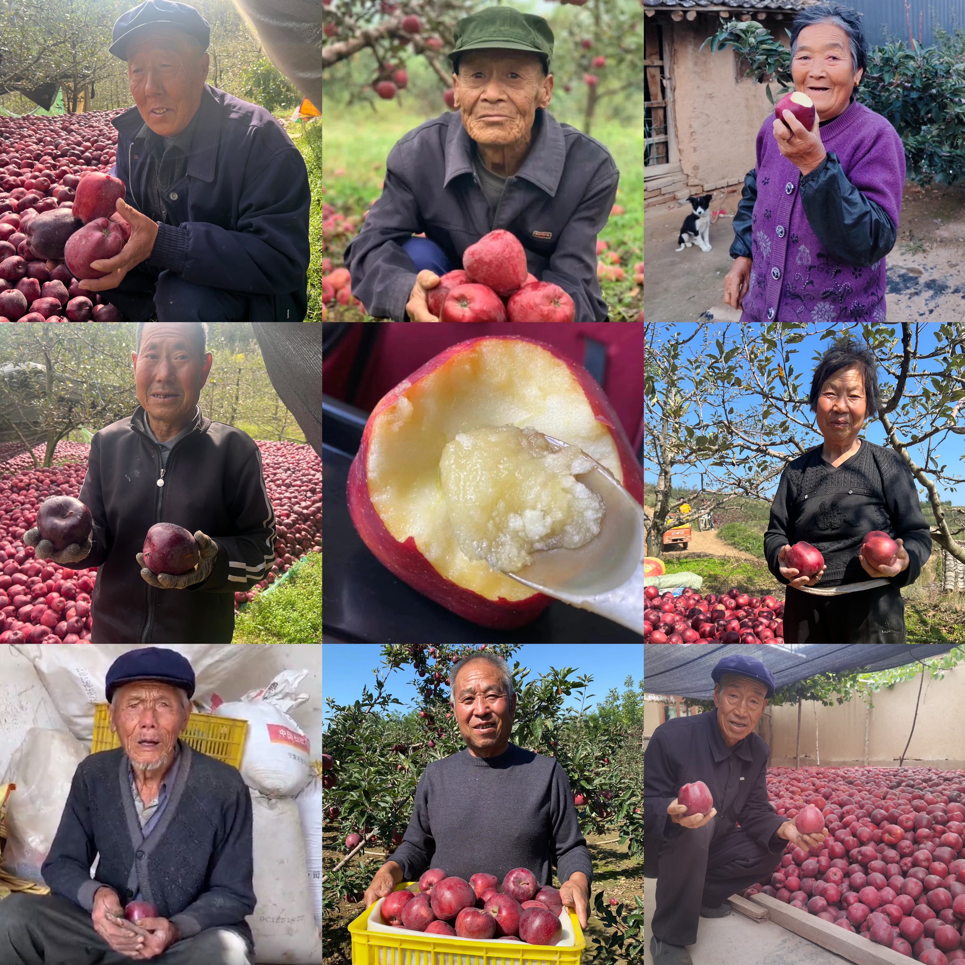 甘肃天水高山花牛苹果