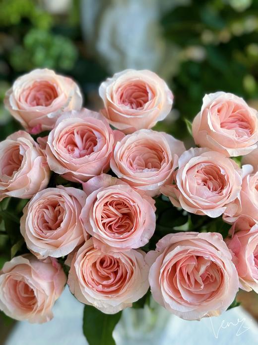 【AB级凯瑟琳玫瑰.第二件减10元】10支/份 商品图3