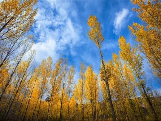 【百里画廊1日】免门票·休闲游览延庆百里山水画廊三大精华点の干沟-硅化木-滴水壶 商品图10