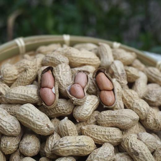 010小籽花生| Peanut 两籽精品 2025年新货 2亩地精选210斤 湖南杨林老品种小籽花生 富硒 口感香甜细腻 商品图4