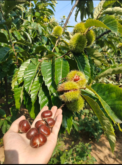 正宗青龙313板栗，老树果，板栗里好的品种。生吃也甜，好剥皮！2斤/袋 商品图0