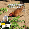 生态老母鸡 | 绿家自产 *Eco-hens | Self-production 商品缩略图0