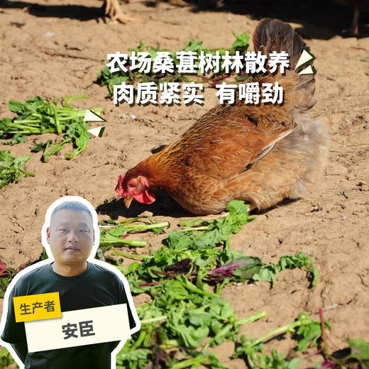 生态老母鸡 | 绿家自产 *Eco-hens | Self-production 商品图0