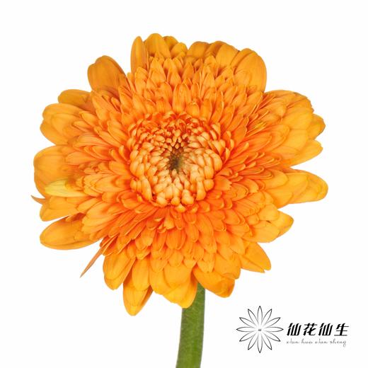 非洲菊 | 巴塞罗娜 商品图5