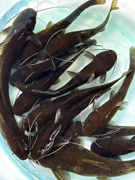 溪流牛尾巴，1斤 商品图1