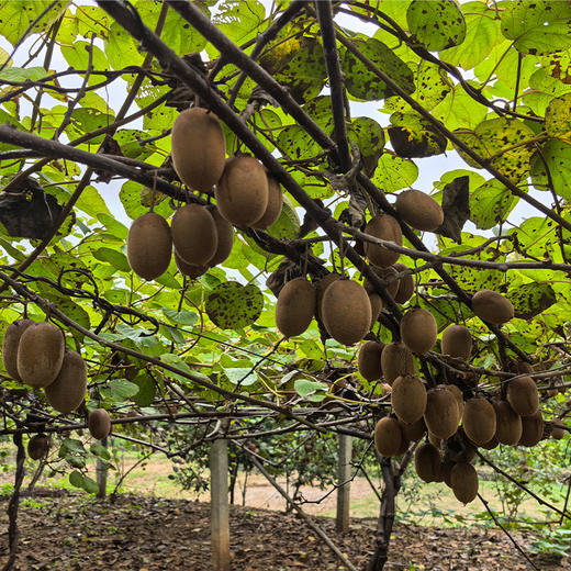 【2份十堰主城区包邮】新鲜水果 维C满满郧西绿心猕猴桃 3斤 商品图5