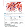 奈特人体生理学图谱 第2二版 张晓燕 管又飞 以丰富的插图和简洁重点突出的叙述帮助读者理解生理学概念的本质 北京大学医学出版社 商品缩略图4