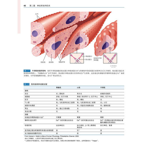 奈特人体生理学图谱 第2二版 张晓燕 管又飞 以丰富的插图和简洁重点突出的叙述帮助读者理解生理学概念的本质 北京大学医学出版社 商品图4