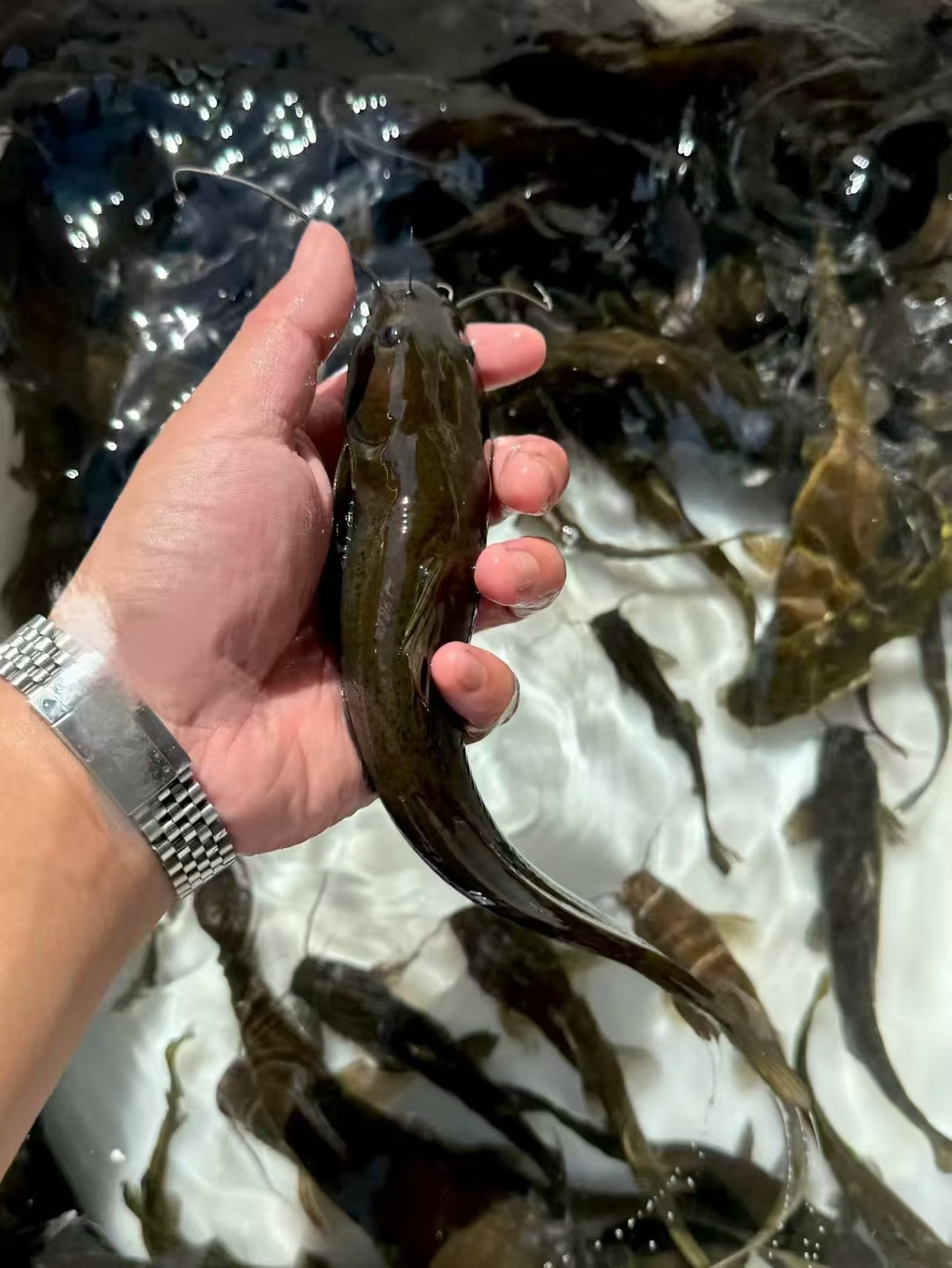 溪流牛尾巴，1斤