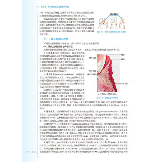 牙周病学 第6六版 十四五规划教材 全国高等学校教材 闫福华 陈发明 主编 供口腔医学类专业用 9787117382403人民卫生出版社 商品图4
