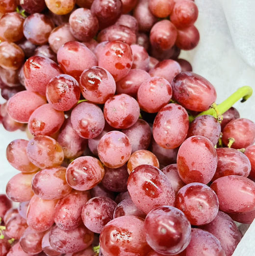 【云南克伦生无籽红提小糖豆】果粉足，超新鲜，嘎嘣脆～一口爆汁。又漂亮又好吃，大补 商品图0