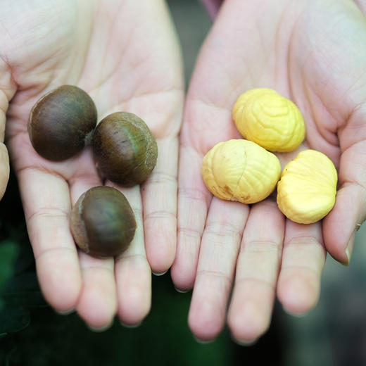 【新鲜怀柔板栗油栗 | 每周三周日发货】10年生态种植 万里长城脚下的大山深处！自然成熟 香甜软糯 生吃熟吃均可 商品图2