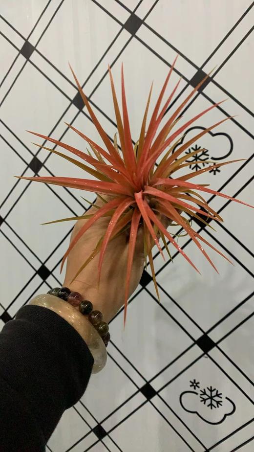 叶材 | 维多利亚 商品图0